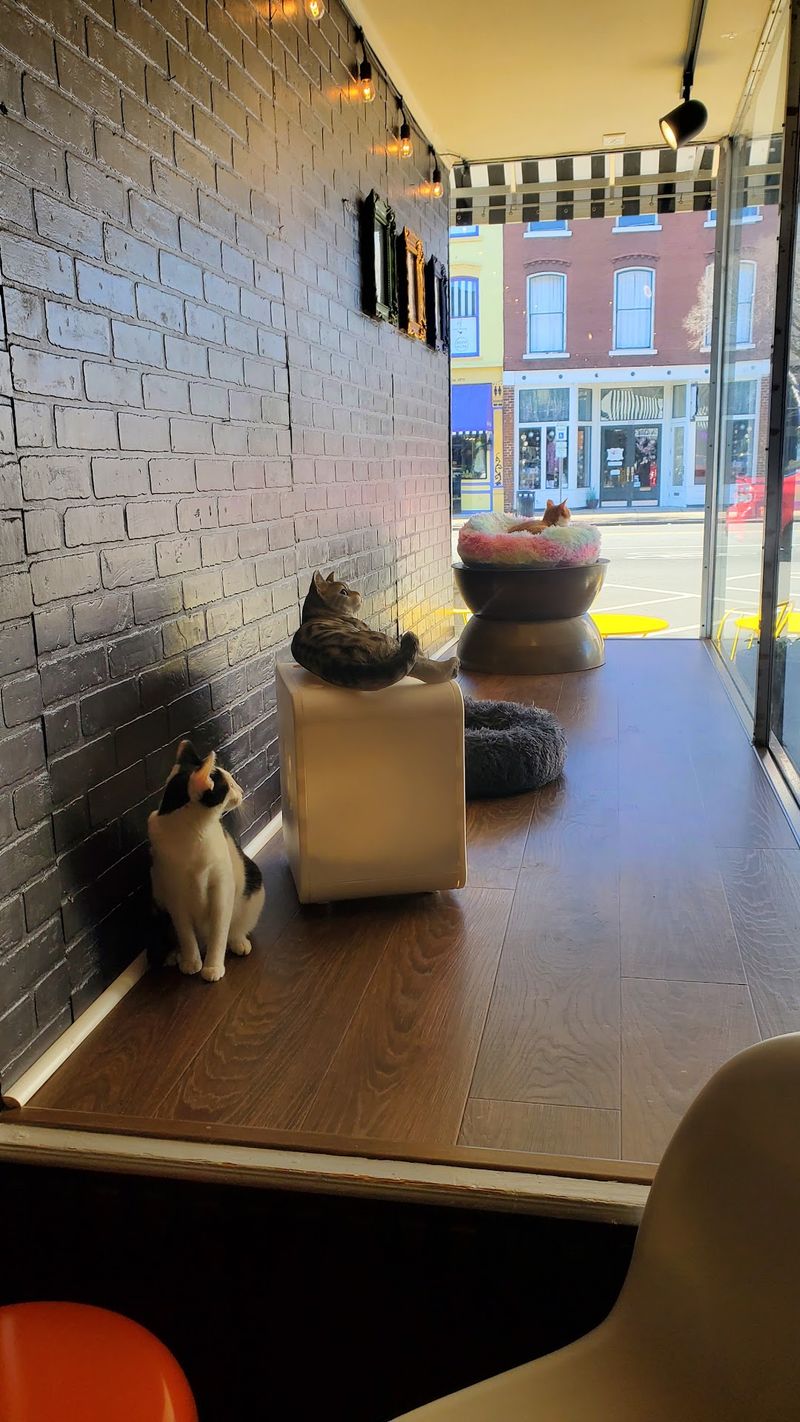 Over 200 Cats Have Found Homes Thanks To This North Carolina Cat Lounge, And One Visit Could Change Your Life - Decor Hint Little Kids Get Their Own Special Saturday Sessions