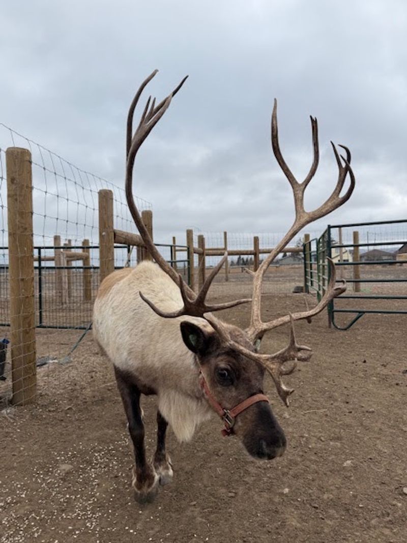 Why This Little Herd Deserves A Spot On Your Holiday List