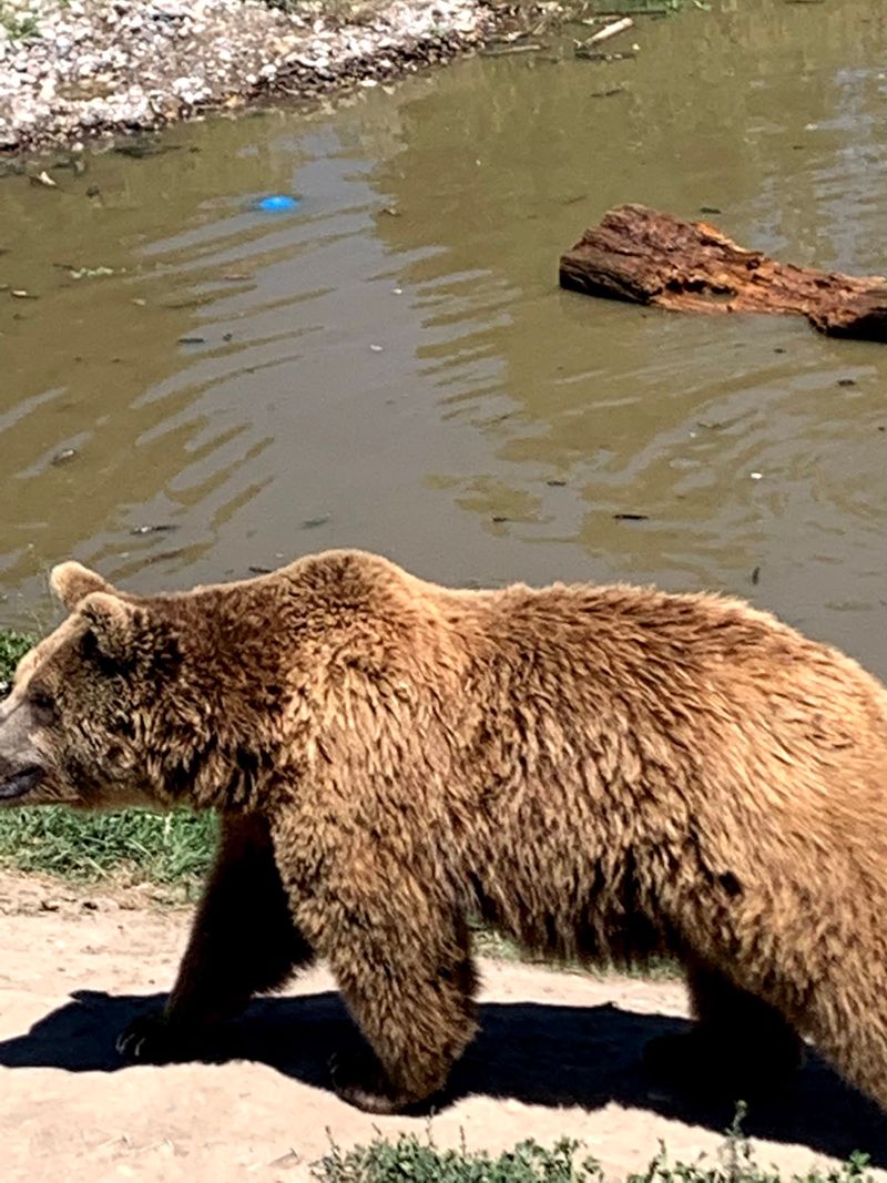 Ride The Expedition For Bigger Bear Close-Ups