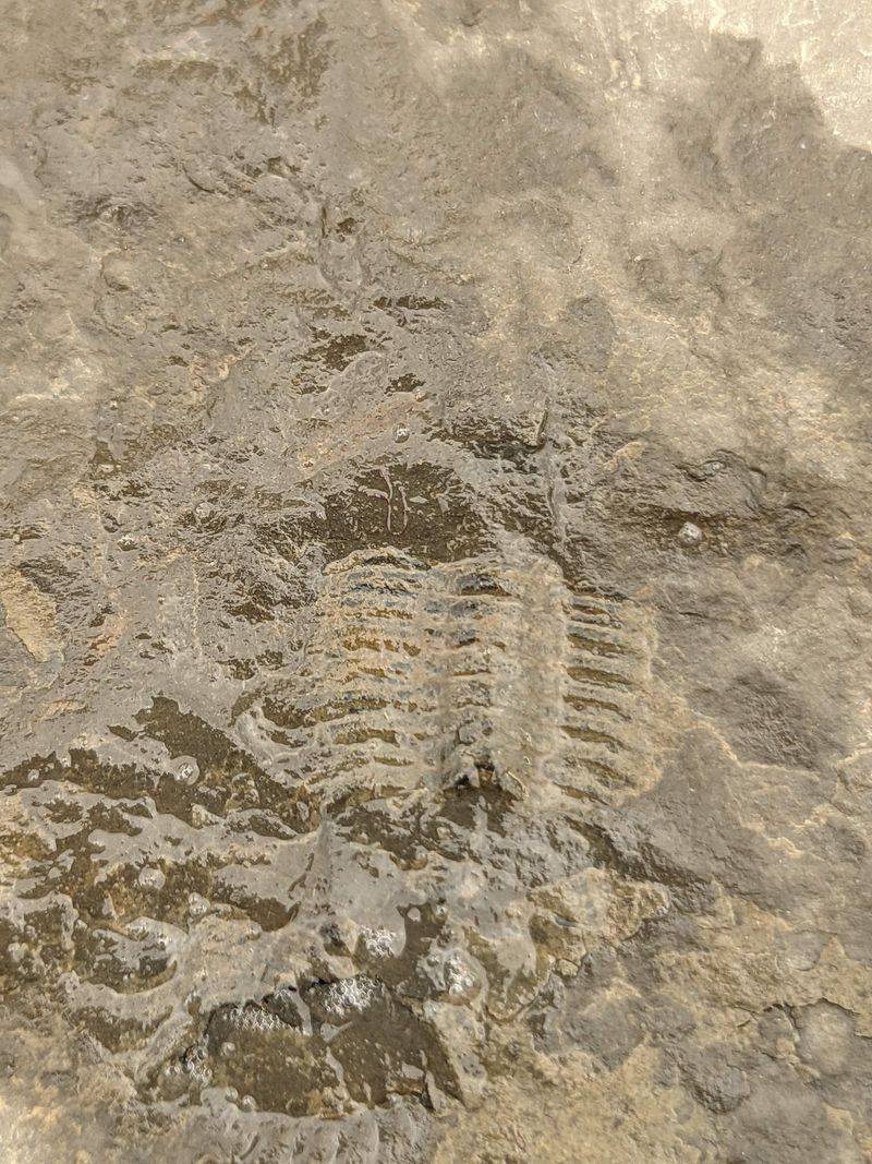 Trilobite Fever Is Real On This Hillside