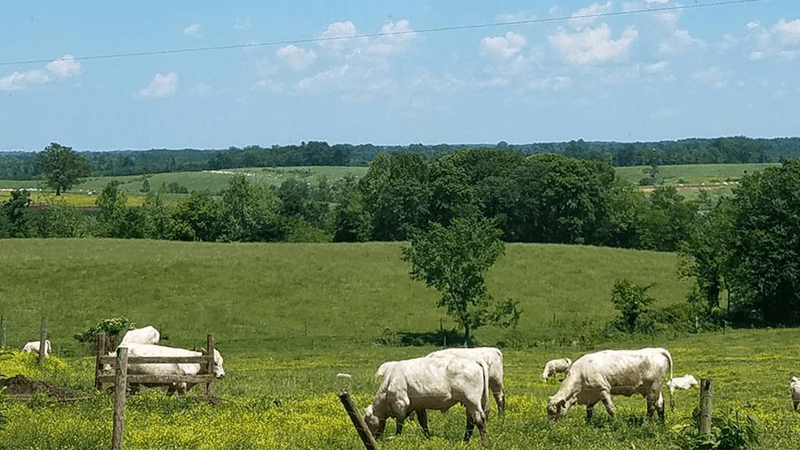 Baldwin Beef