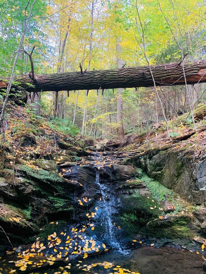Keep Your Eyes Peeled For Otters And Old Hemlocks