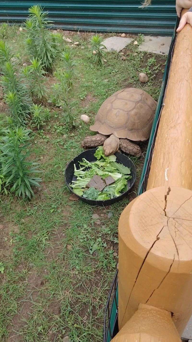 Giant Tortoises Steal The Show Without Even Hurrying