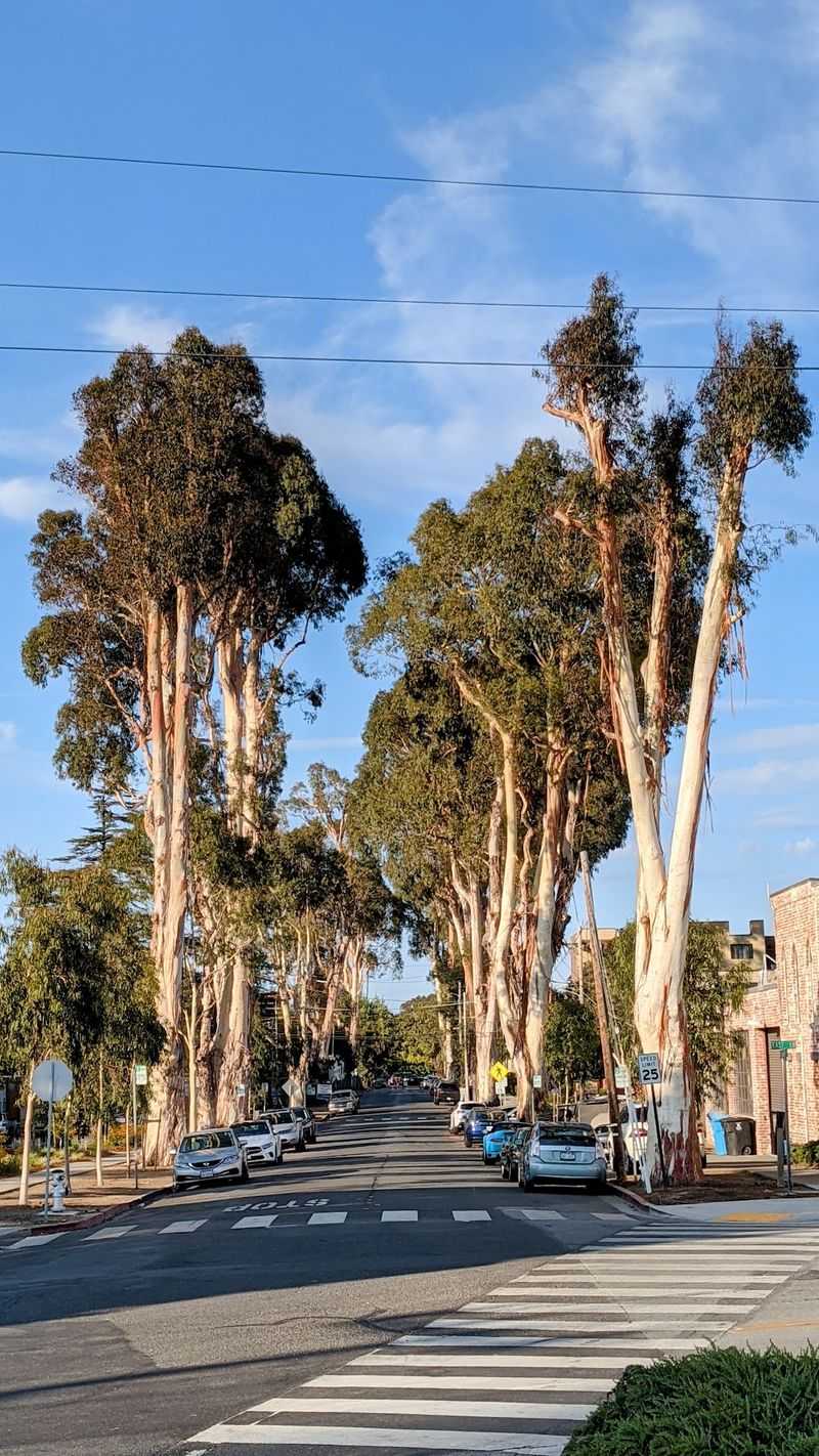 The City's Nickname As The City Of Trees