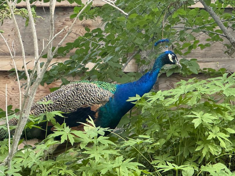 This Idaho Zoo Lets You See The State's Wildest Animals Up Close - Decor Hint Worth the Afternoon Drive