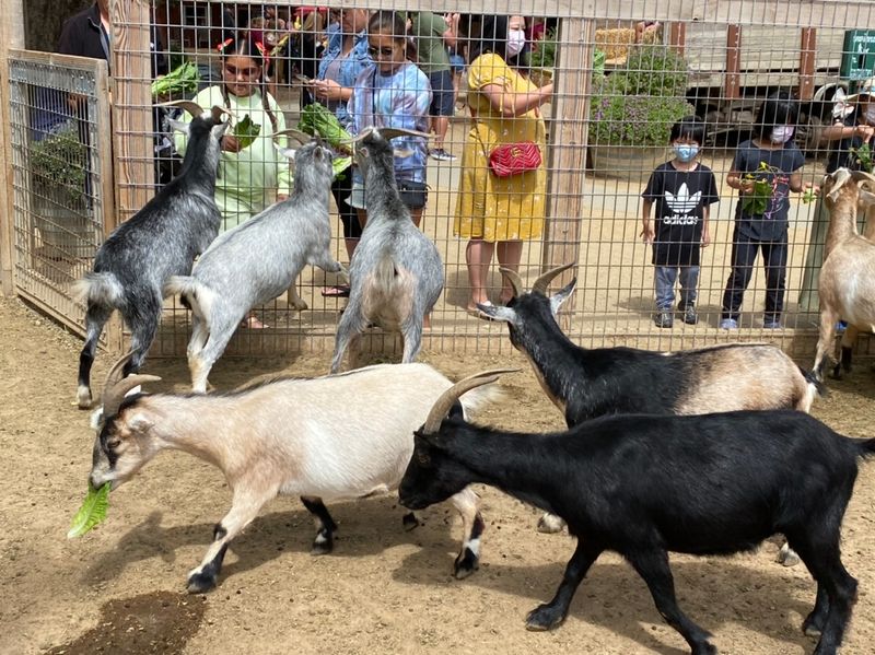 This California Apple Orchard Was Just Named Among The Best In America - Decor Hint Feeding Goats, Donkeys And More