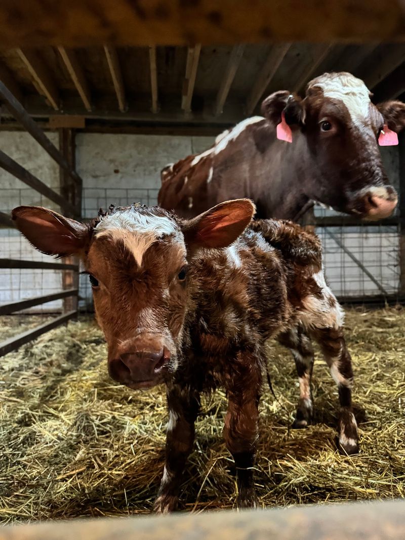 The Milk House