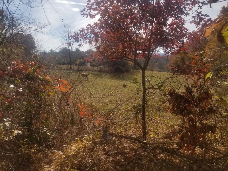 Spruce Pine, Mitchell County