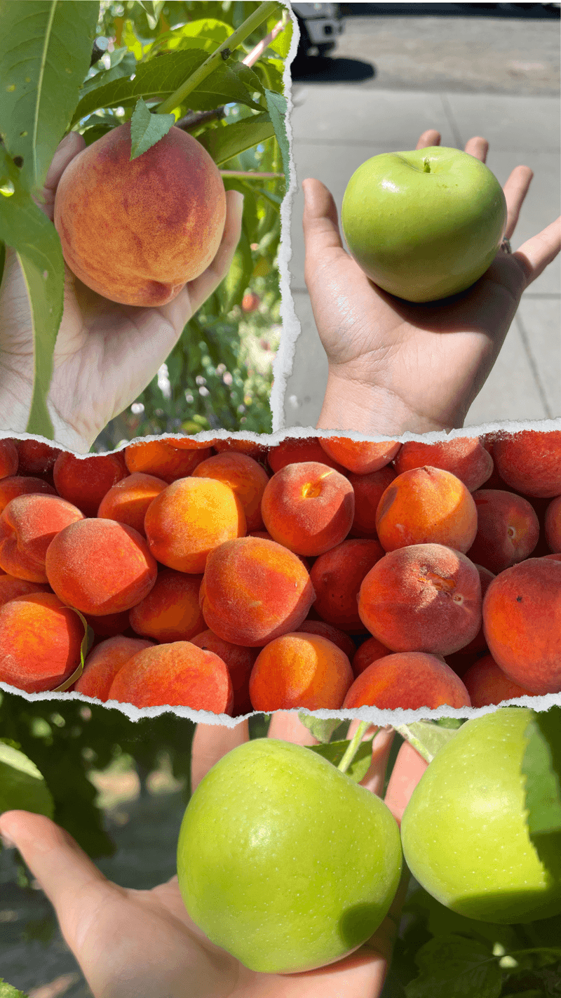 Antlers Grove Orchard In Buhl
