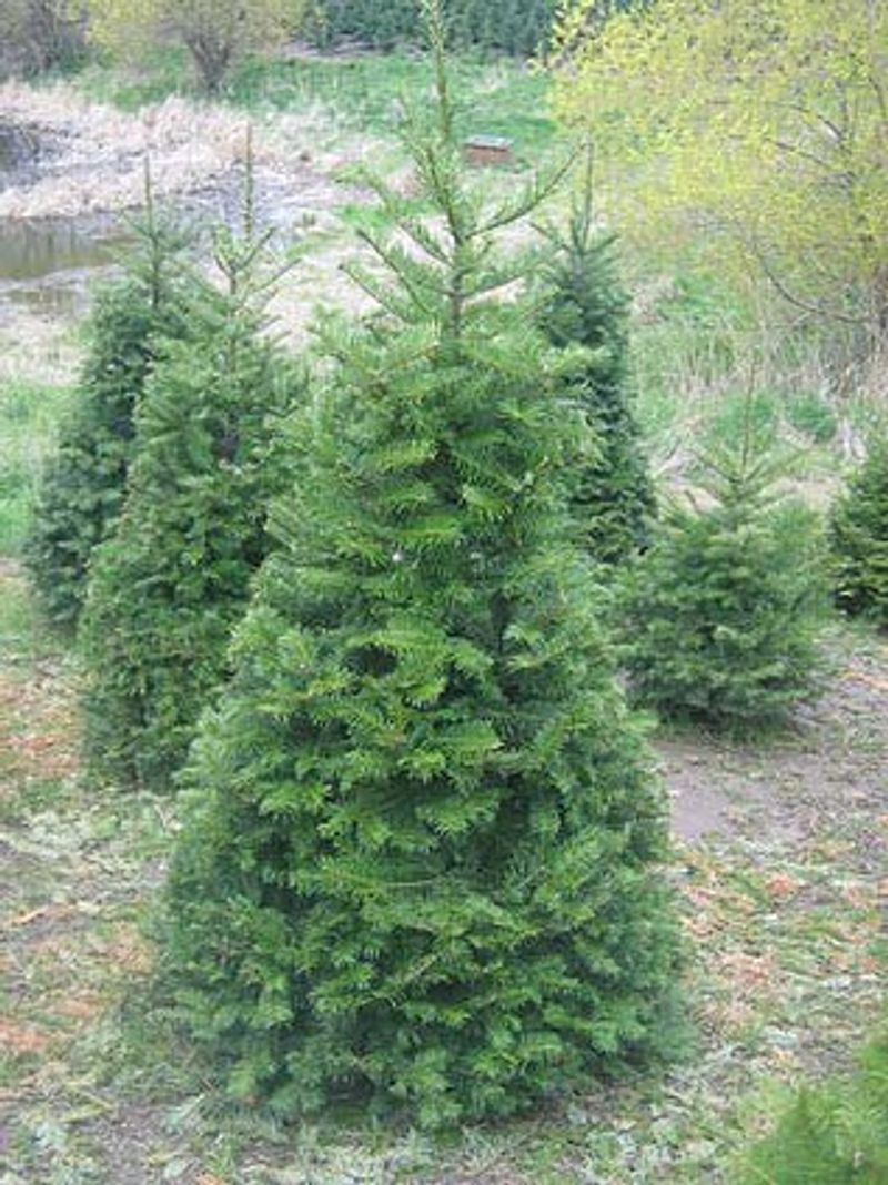 West Twin Tree Farm