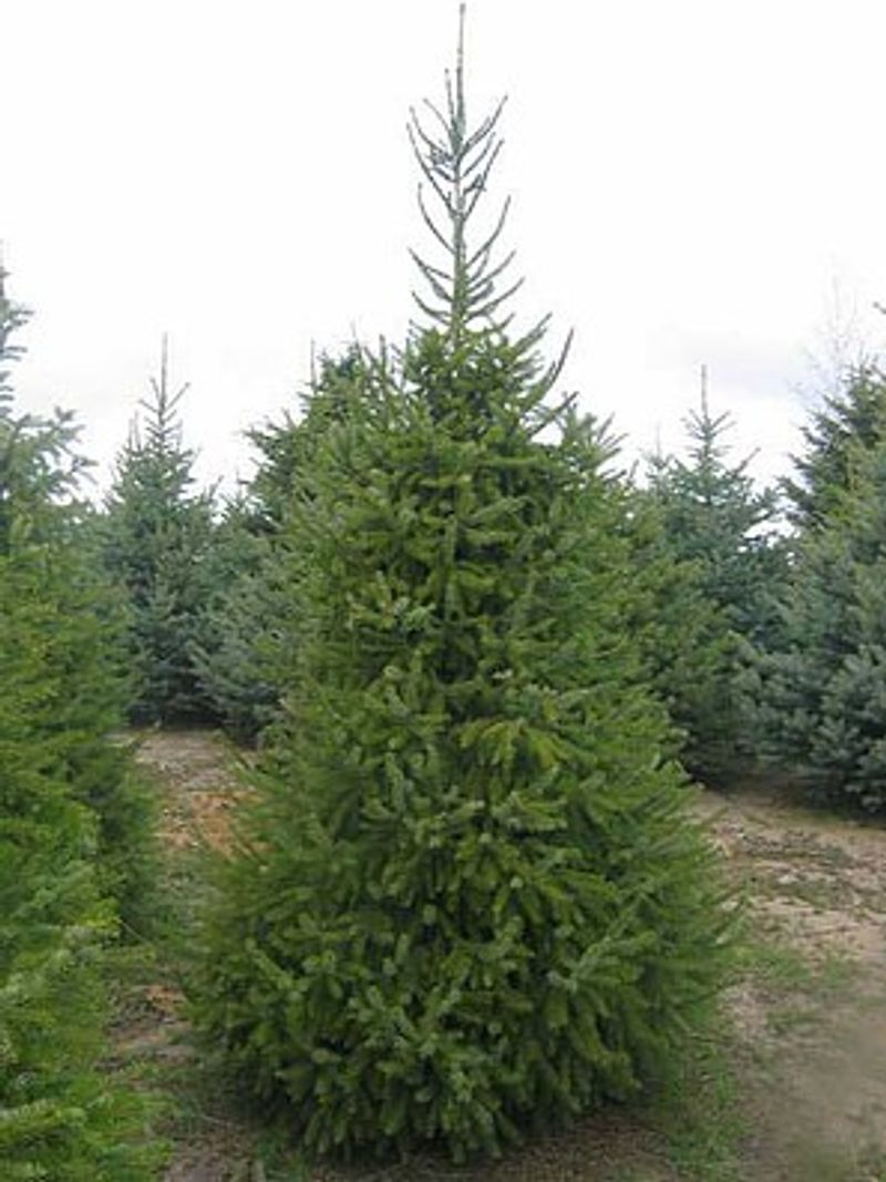 Families Pick Out Their Own Christmas Tree At These 6 Idaho Tree Farms Opening Next Month - Decor Hint West Twin Tree Farm