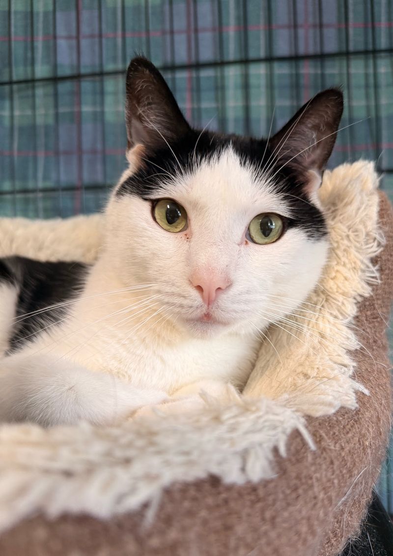 Every Cat Gets The Full Medical Treatment Before Going Home