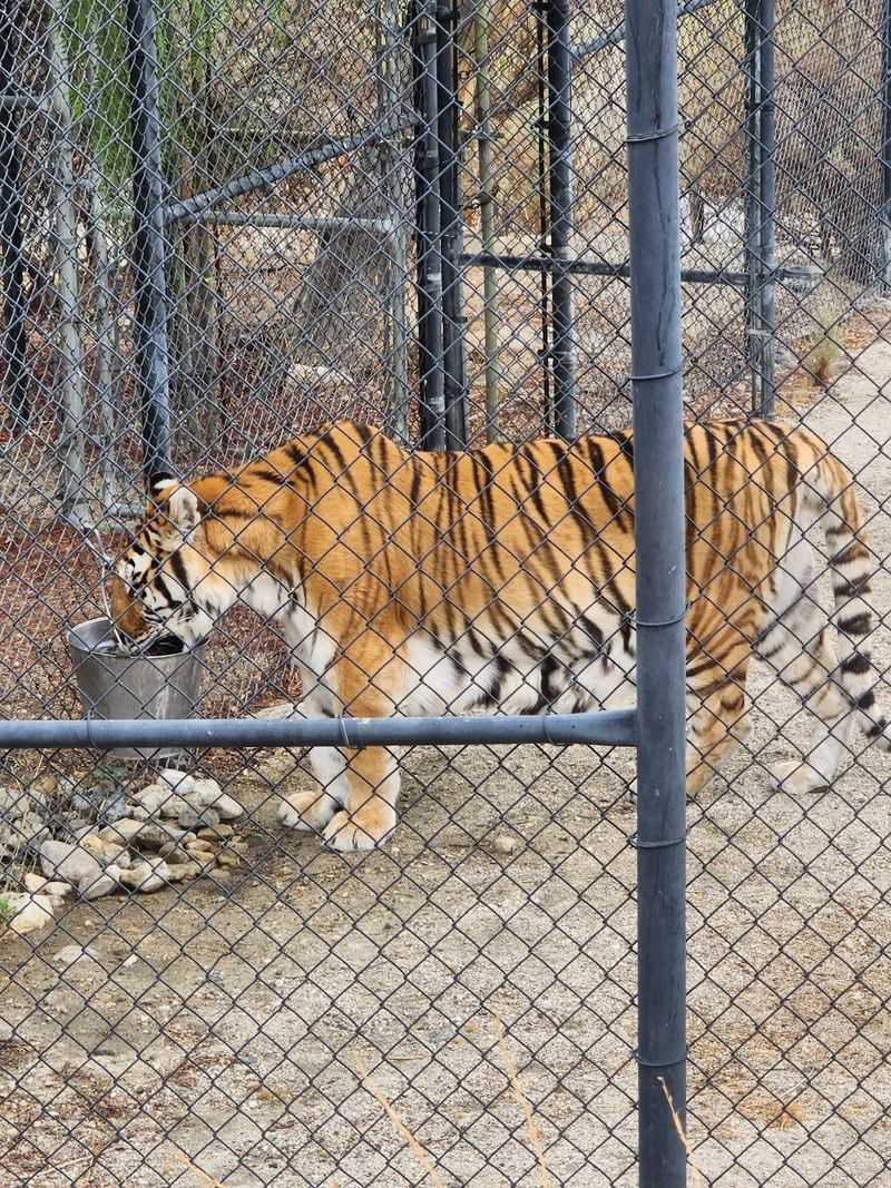 The Roar Foundation/Shambala Preserve, Acton