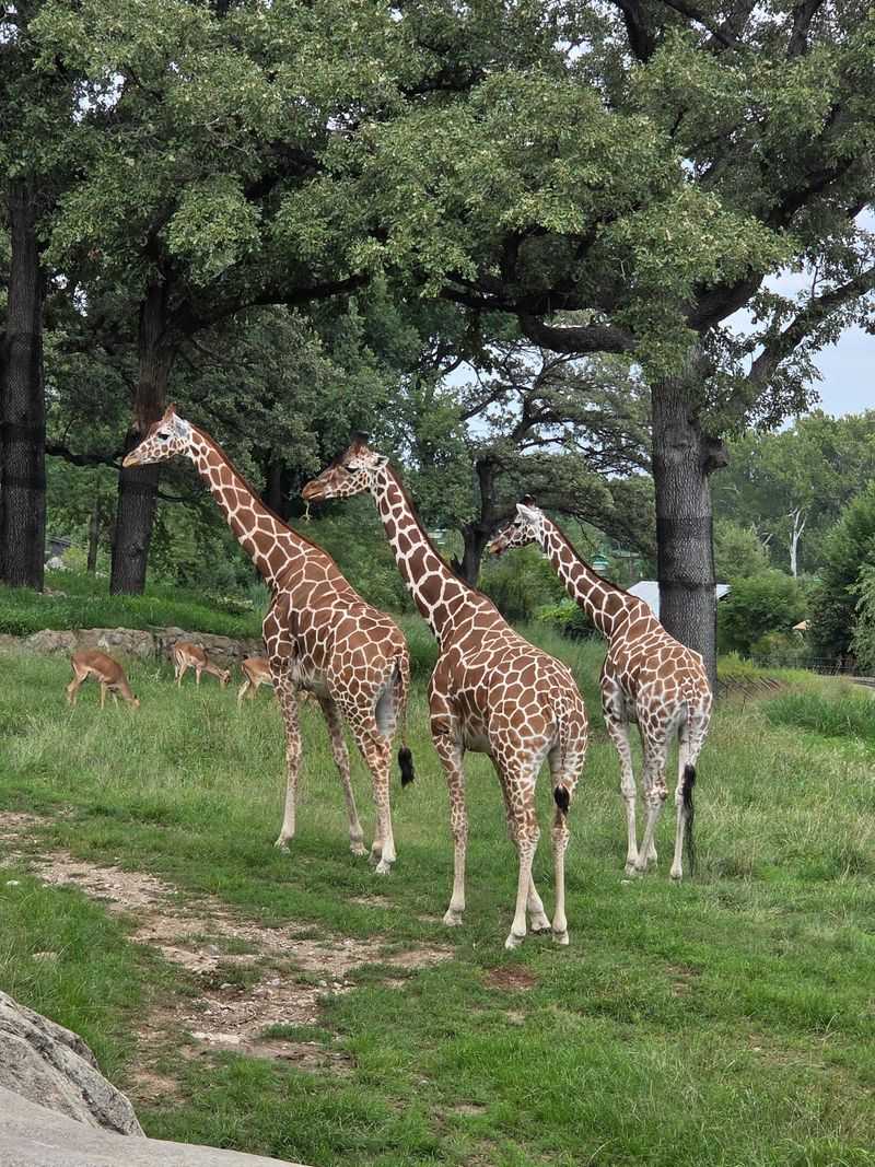 Climb Upstairs, Feed Lettuce To Giraffes, And Even Pet Them At This Nebraska Zoo - Decor Hint Elephants, Lions, And Rhinos Live Just Down The Path