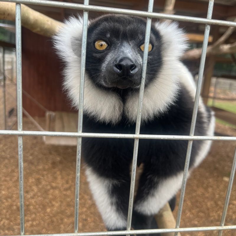 Lemur Families Full Of Drama And Charm