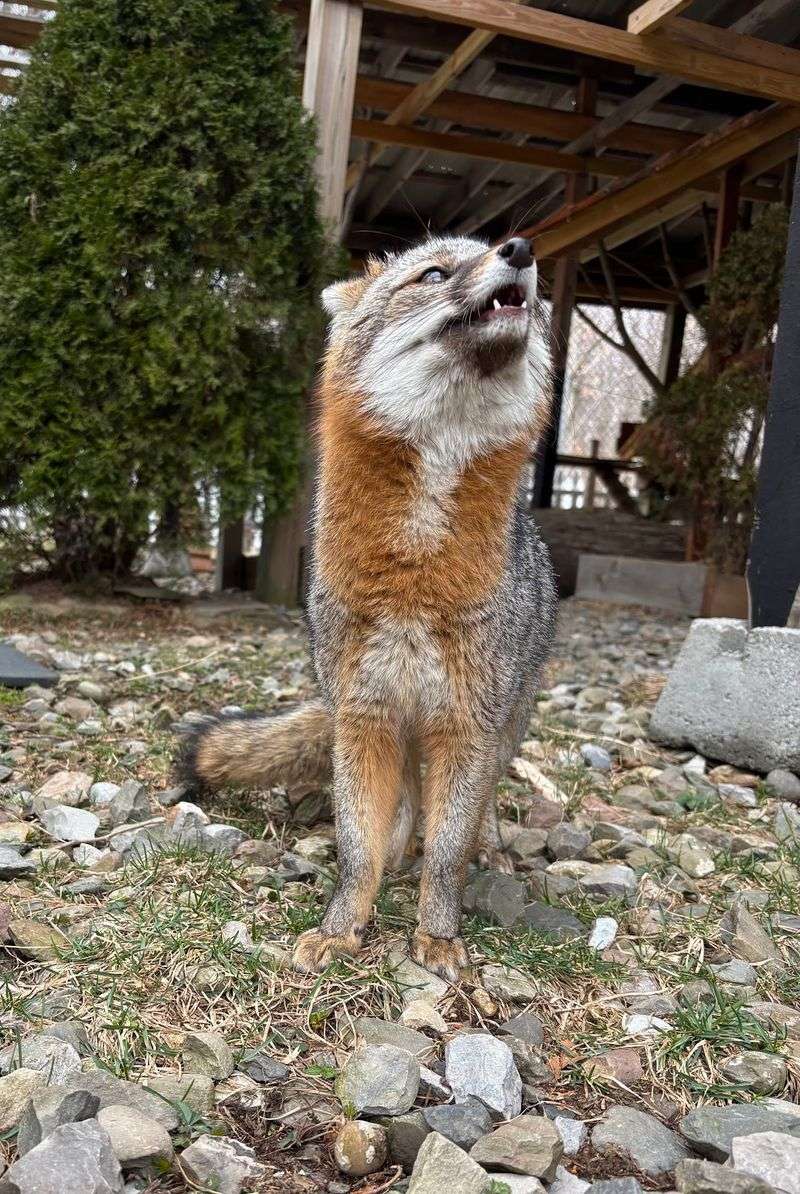 Speaking Up For Wild Wolves