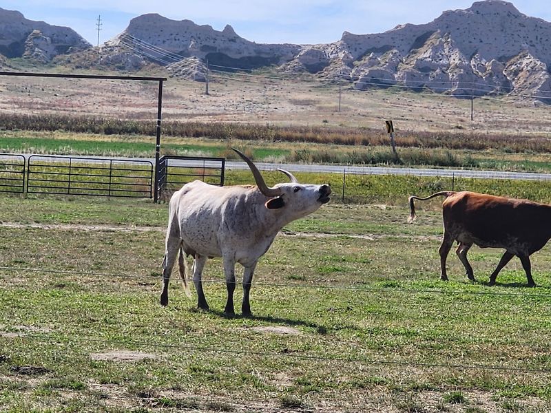 Longhorns, Goats, And A Schoolhouse Waiting Out Back