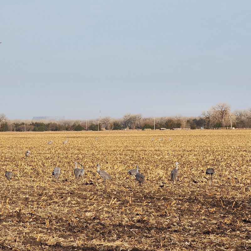 Sandhill Crane Season Gives History Buffs A Second Reason To Come