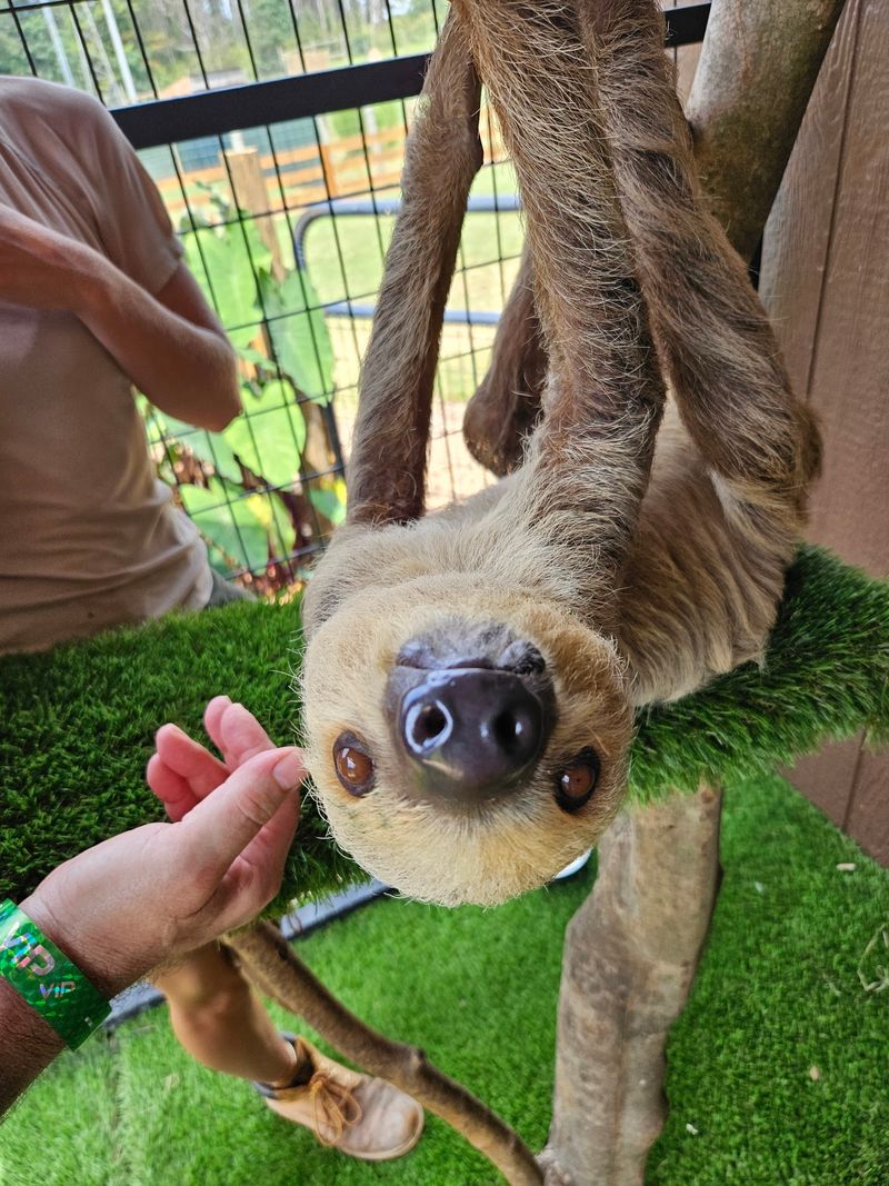 Sloths, Binturongs, And Other Delightful Oddballs