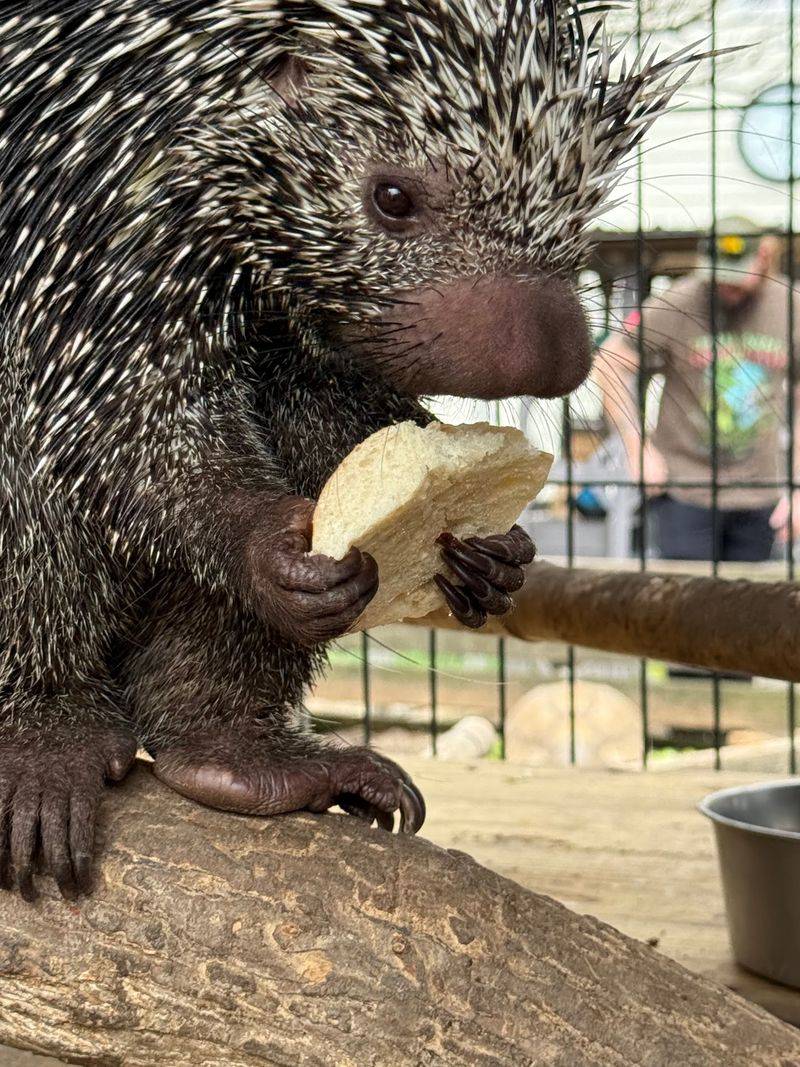 This North Carolina Safari Lets You Hold Hands With Tiny Otters, And They Might Even High Five You - Decor Hint Cold Weather Calls For Ferrets, Foxes, And Armadillos