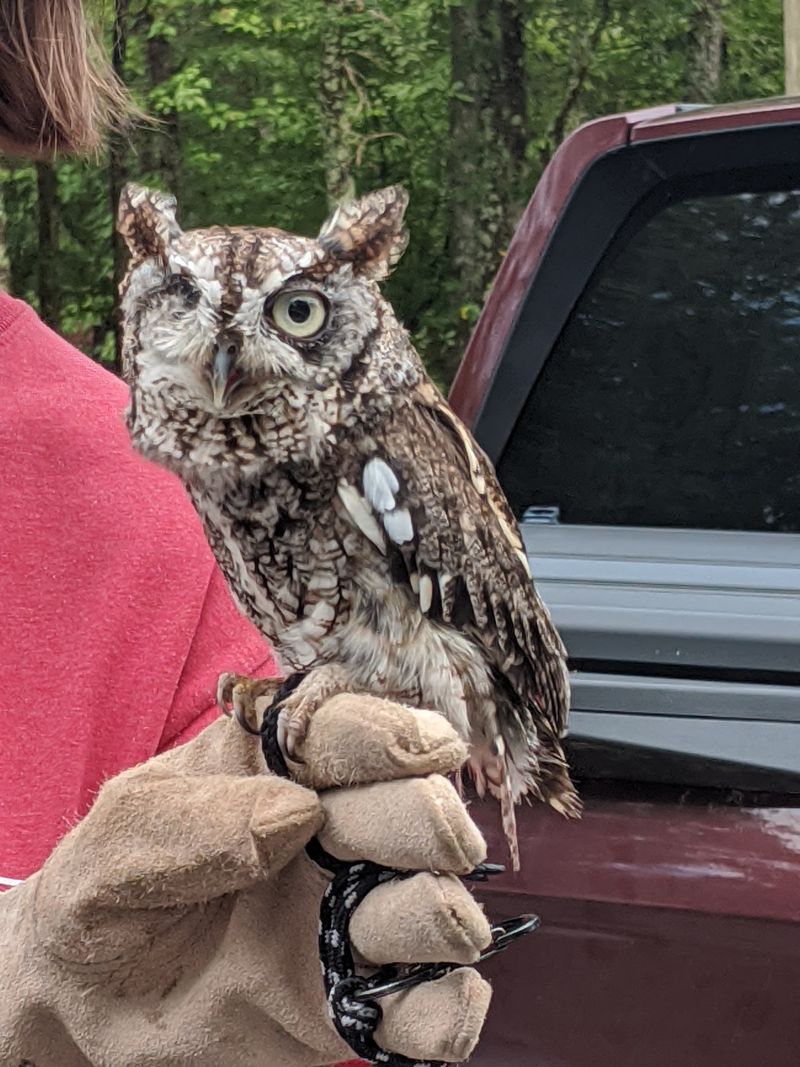 Piedmont Wildlife Center