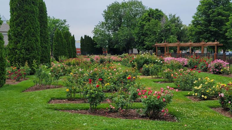 A Rose Patch In Downtown Boise