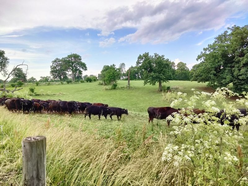 Steaks Can Travel Farther Than You Think