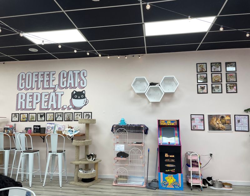 The Shabby Tabby Cat Cafe & Kitten Lounge, Sayville
