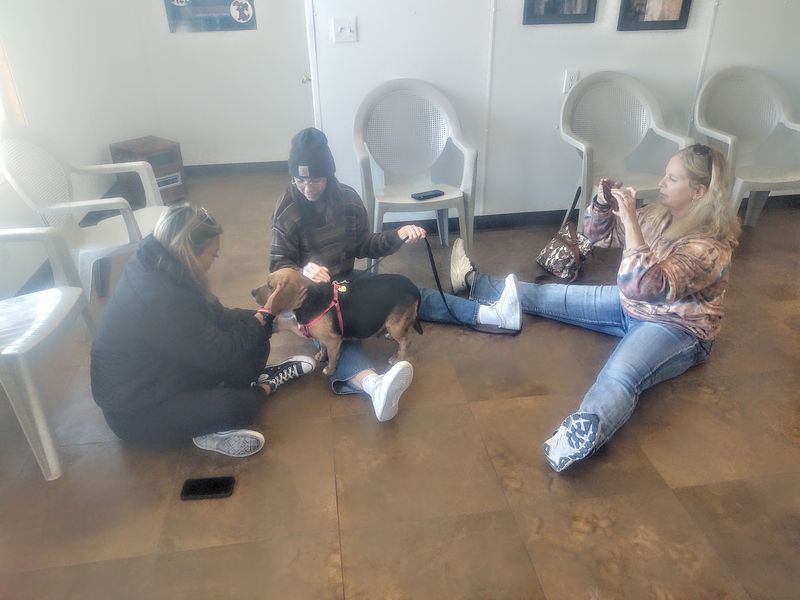 This Nebraska Cat Sanctuary Gives More Than 100 Rescued Cats A Cage-Free Home To Roam - Decor Hint An Adoption Process That Takes Its Time On Purpose