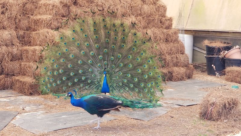 Cats, Peacocks, and Other Feathered Greeters