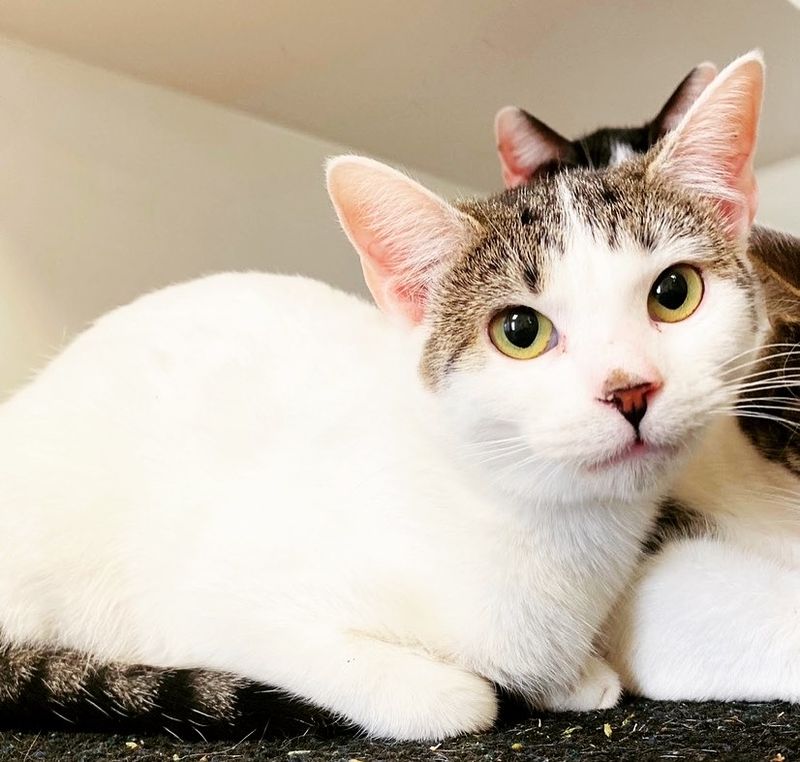 Animal Shelter of Northeast Nebraska
