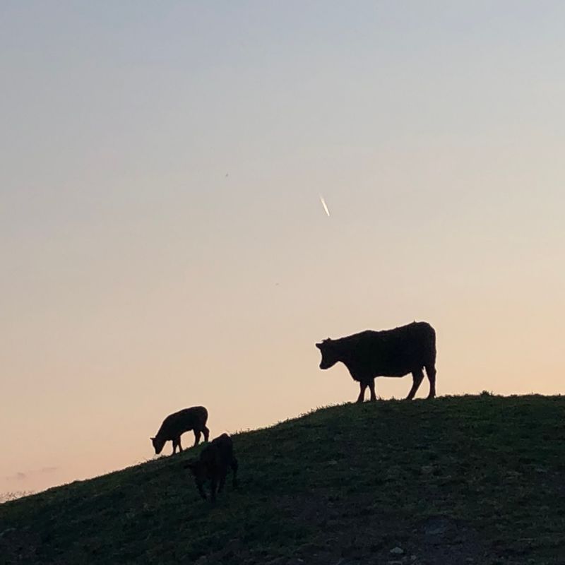 These 10 Kentucky Farms Raise Their Own Beef And Let You Take It Straight Home To Your Table - Decor Hint Roaring Shoals Farm