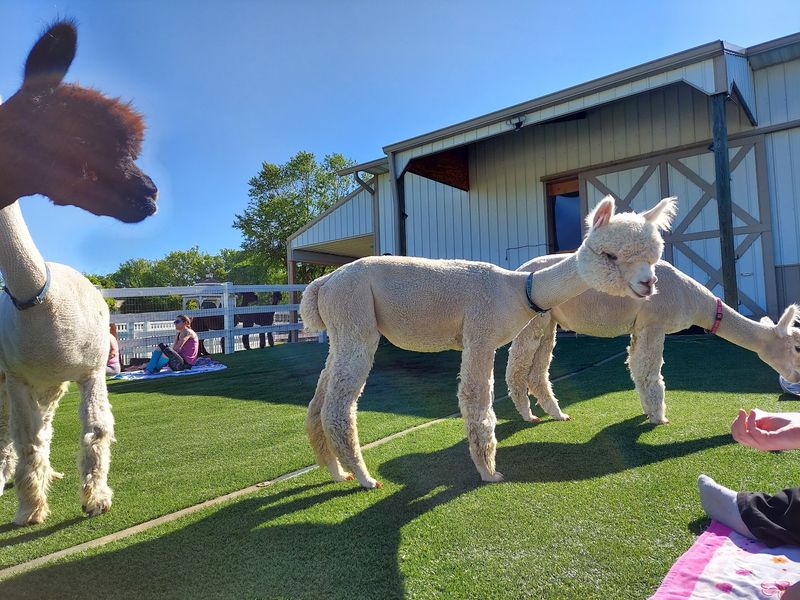 Alpaca Socks And Farm Honey