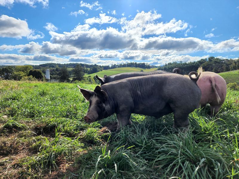 Honey Brook Farm