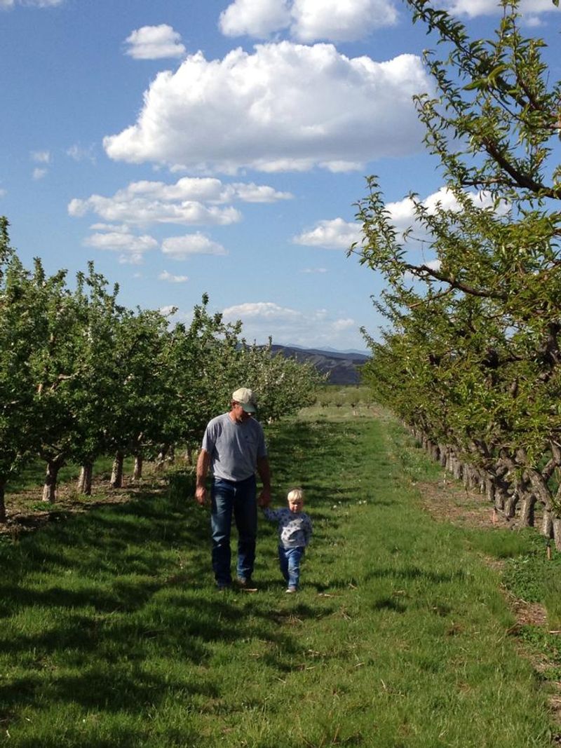 Kelley Orchards In Weiser