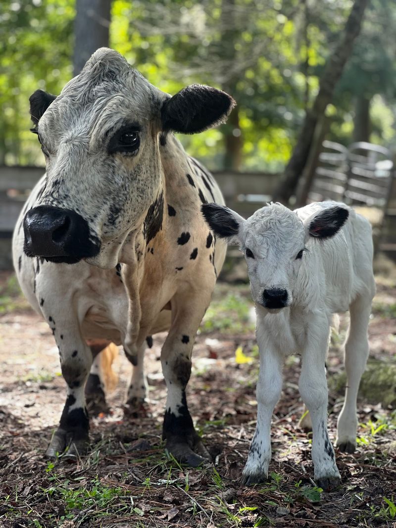 Incacheetoo Plantation and Petting Zoo LLC