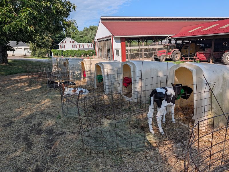 Here Are 8 Pennsylvania Ice Cream Dairies Where The Cows Are Right Out Back - Decor Hint Perrydell Farm and Dairy