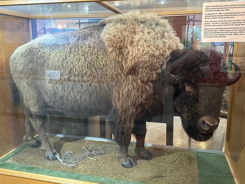 Inside This Idaho Museum, The Shoshone-Bannock Tribes Share The History Of Life On The Fort Hall Reservation - Decor Hint Buffalo, Books, And A Gift Shop Worth Browsing