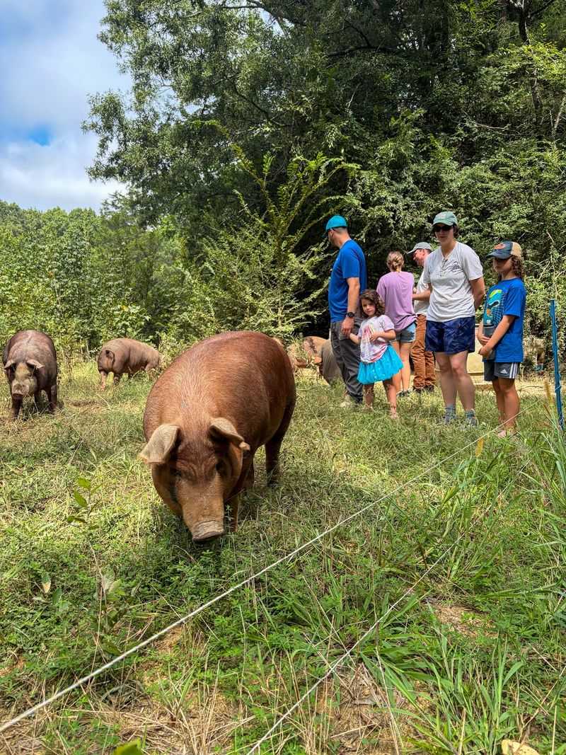 Try Forest-Raised Pork From Pigs Allowed To Root And Forage Outdoors