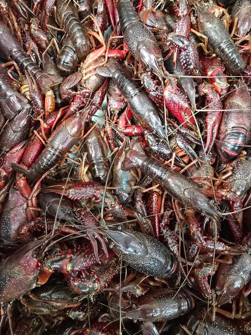 Clams, Mussels, And Crawfish Round Out The Shopping List