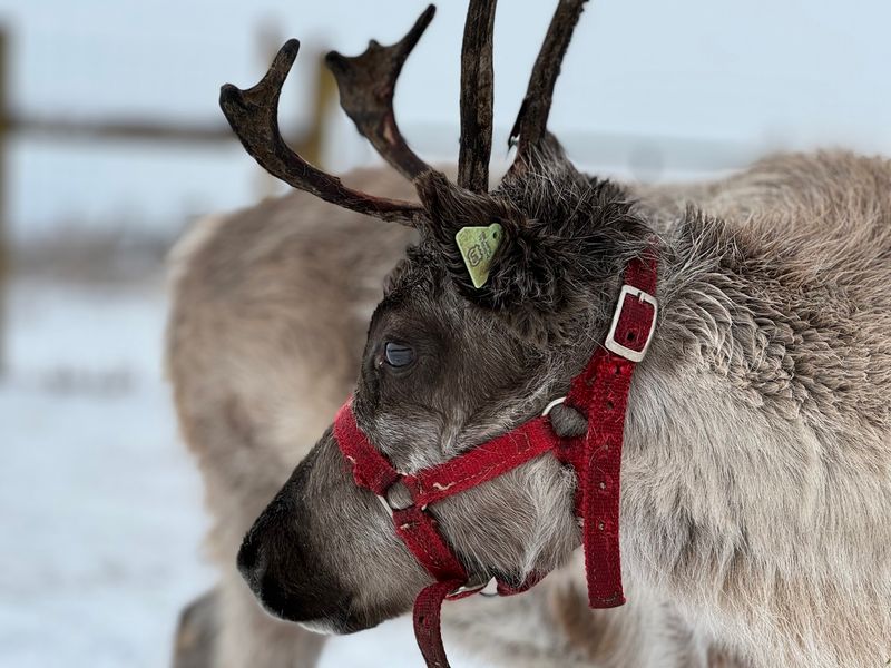 Holiday Clatter Brings Santa, Cocoa, And A Crowd Of Antlers