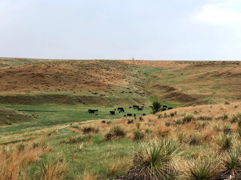 High Ridge Beef