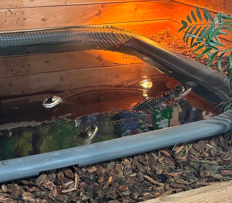 Hundreds Of Reptiles From Around The World Live Inside This Small Idaho Animal Center - Decor Hint Clean Habitats, Easy Pacing, And Fun For Nearly Any Age