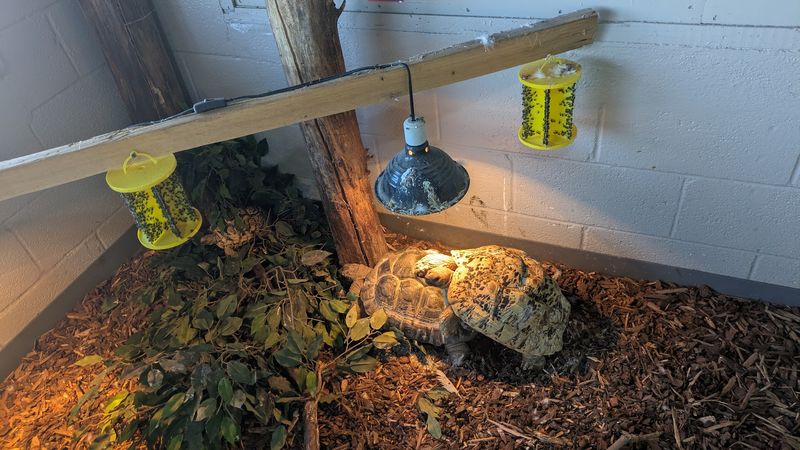 Hundreds Of Reptiles From Around The World Live Inside This Small Idaho Animal Center - Decor Hint Plan A Chinden Boulevard Stop Before The Tortoises Nap