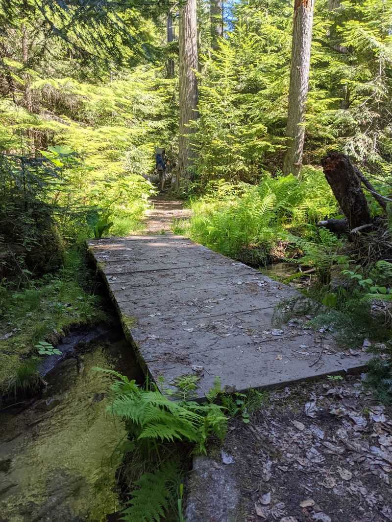 Old-Growth Cedars Along The Hanna Grove Trail