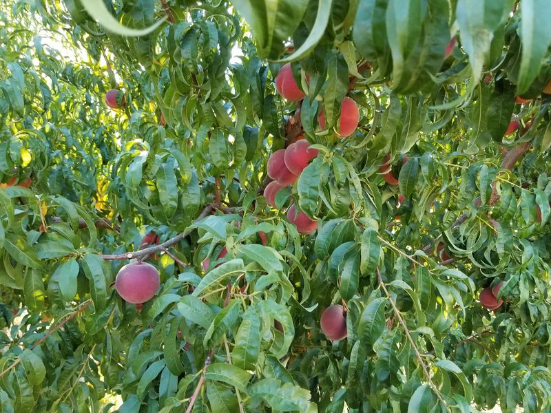 Kelley Orchards, Weiser, ID