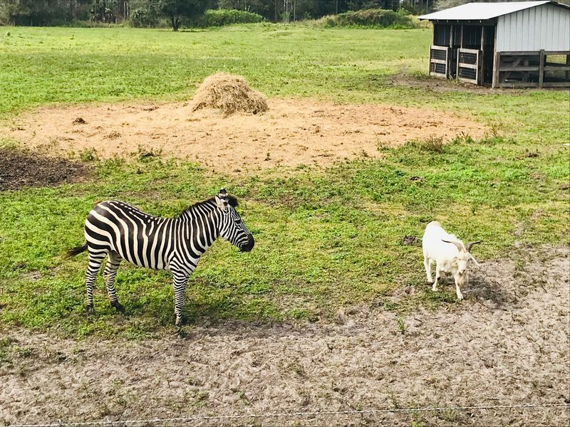 Joe The Camel And His Neighbors