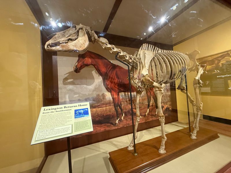 Roam The International Museum Of The Horse