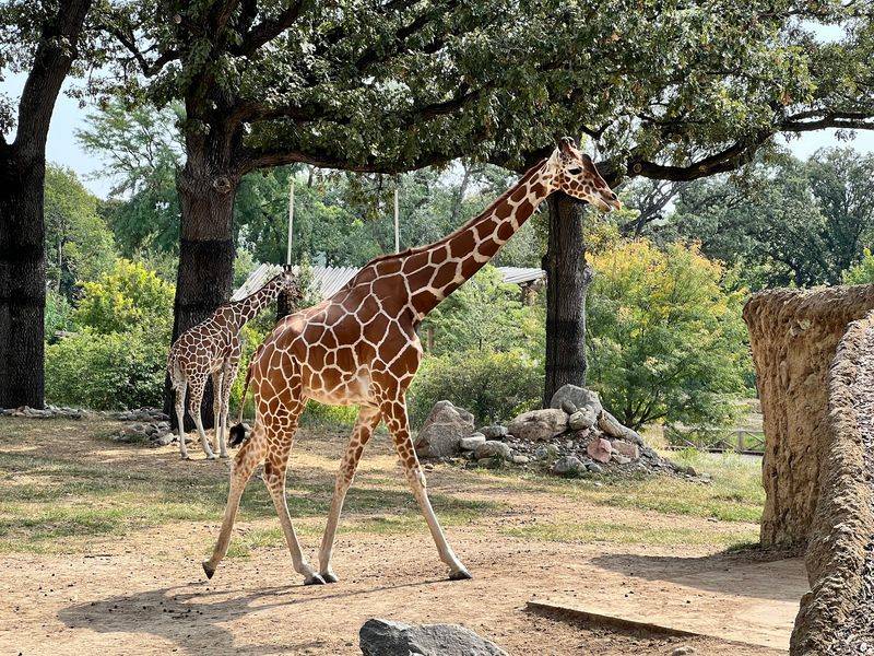 Climb Upstairs, Feed Lettuce To Giraffes, And Even Pet Them At This Nebraska Zoo - Decor Hint A Giraffe Hangout Inside One Of Nebraska's Biggest Zoos
