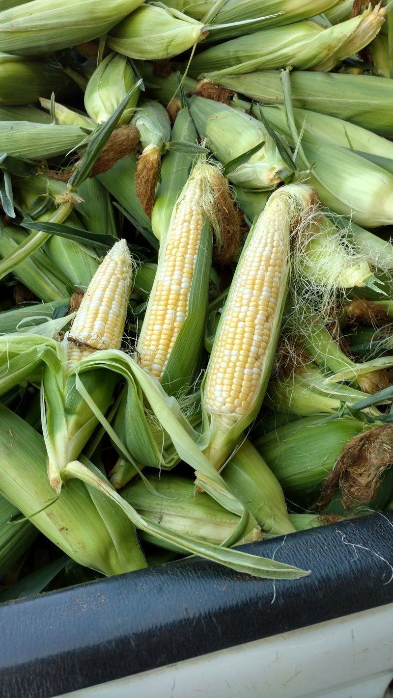 Summer Produce Brings Sunflowers, Corn, And Tomatoes